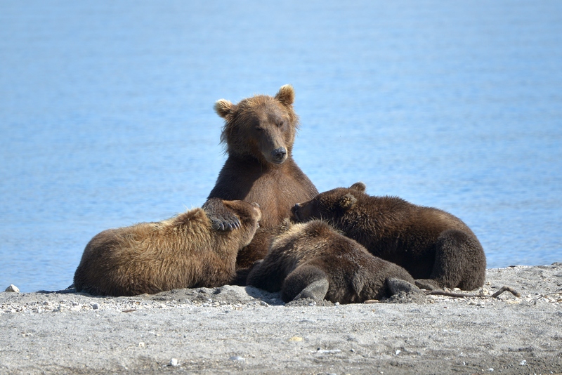 A bear on Kurilskoe Lake