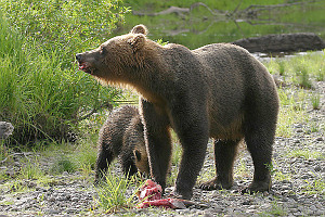 Kamchatka bears.