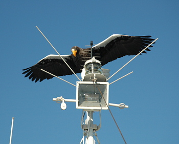 Steller sea Eagle.