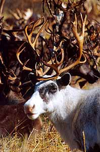 The colour of the reindeer  is multicoloured but can also be completely white.