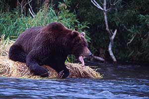 A grizzly bear is waiting lazilly at the river bank for the right salmon to be caught.