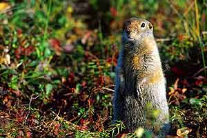The ground squirrel is a  very nice and amusing animal that inhabits  the Russian tundra.