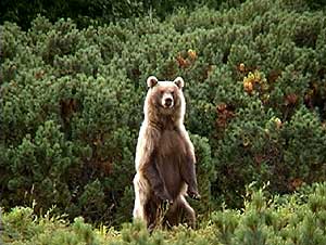 Kamchatka brown bear.