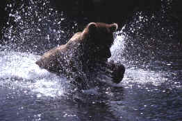 Bear catch salmon.