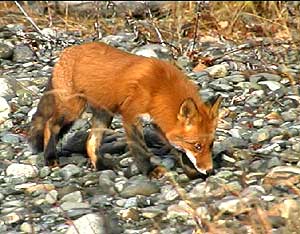 Fox .