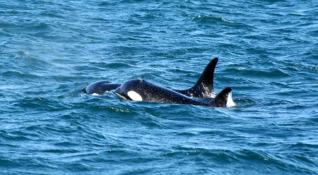 Orcas / Killer whales