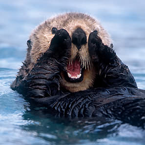 Sea otter.